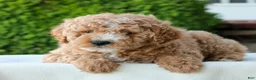 Mini Goldendoodle dogs for sale: Luke  - Ad 1