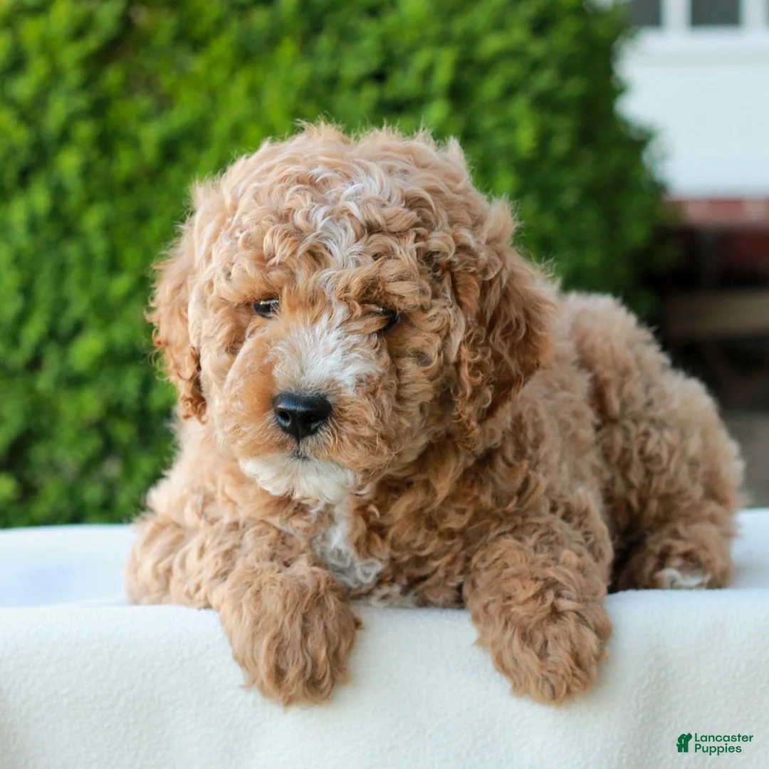 Mini Goldendoodle dogs for sale: Luke  - Ad 1