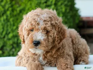 Mini Goldendoodle dogs for sale: Luke - Ad 1