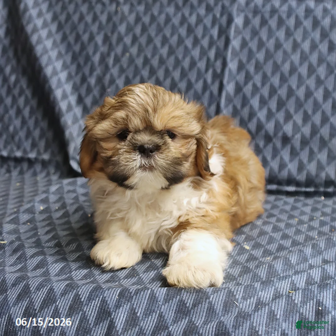 Shih Tzu dogs for sale: Chipper - Ad 1