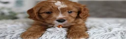 Cavapoo dogs for sale: Prince - Ad 13