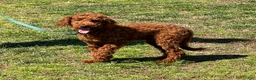 Mini Goldendoodle dogs for sale: Jolly - Ad 2