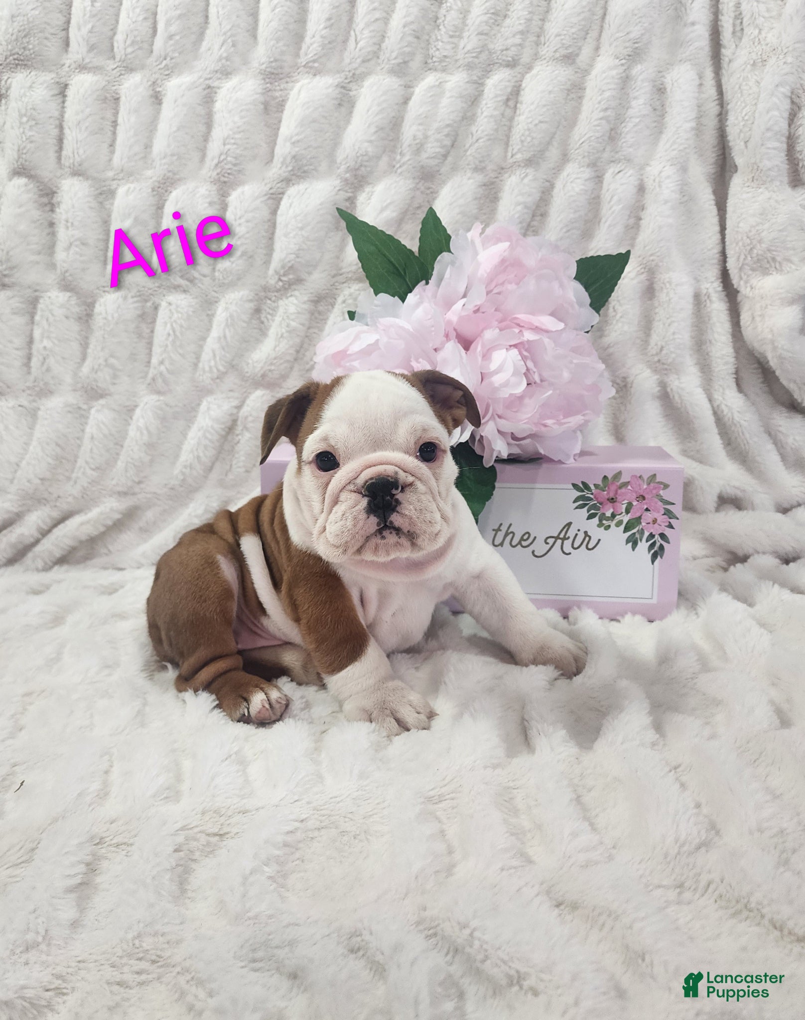 English Bulldog dogs AKC Arie  - Ad 2