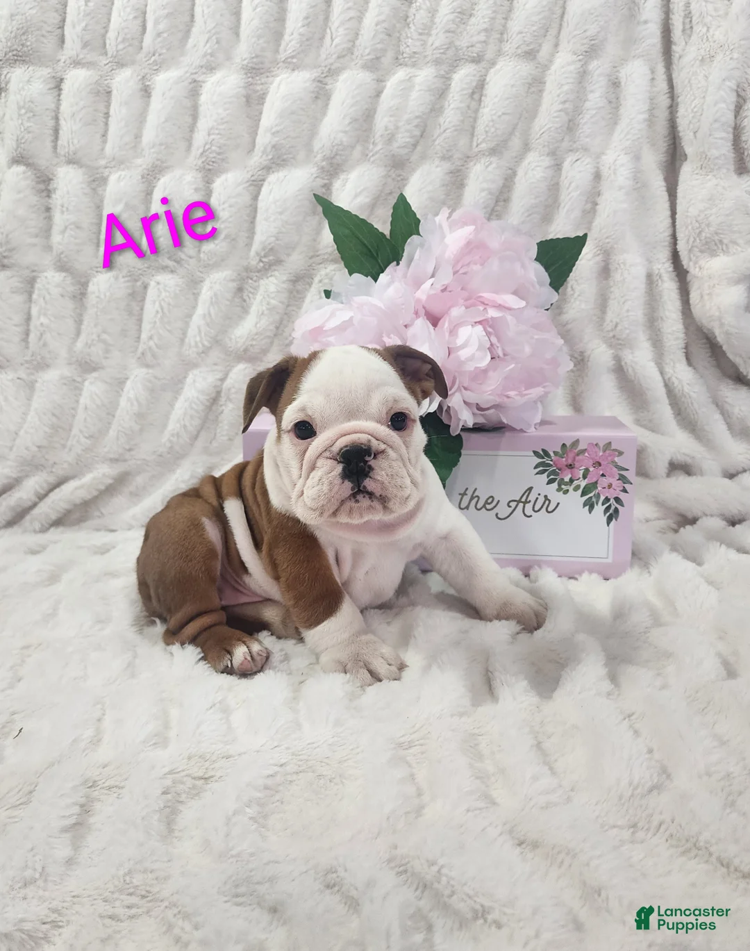 English Bulldog dogs for sale: AKC Arie  - Ad 2