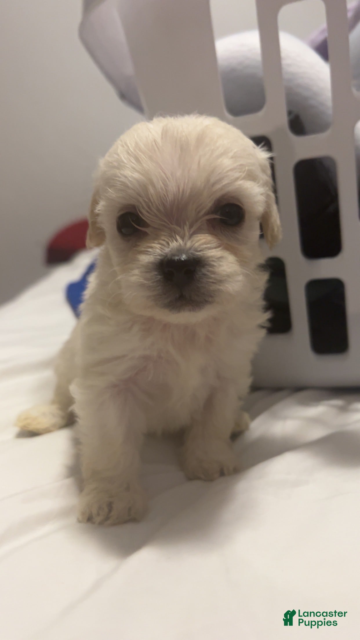 Mixed Breed dogs Polar Bear - Ad 1