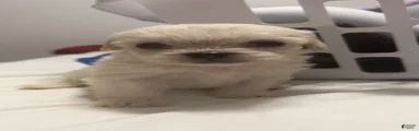 Polar Bear