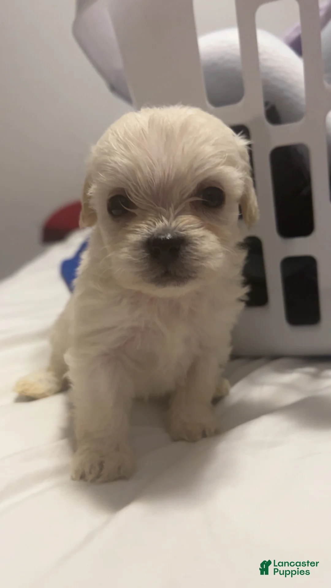 Mixed Breed dogs for sale: Polar Bear - Ad 1