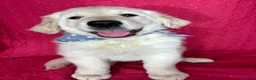 Golden Retriever dogs for sale: Gizmo - Ad 1