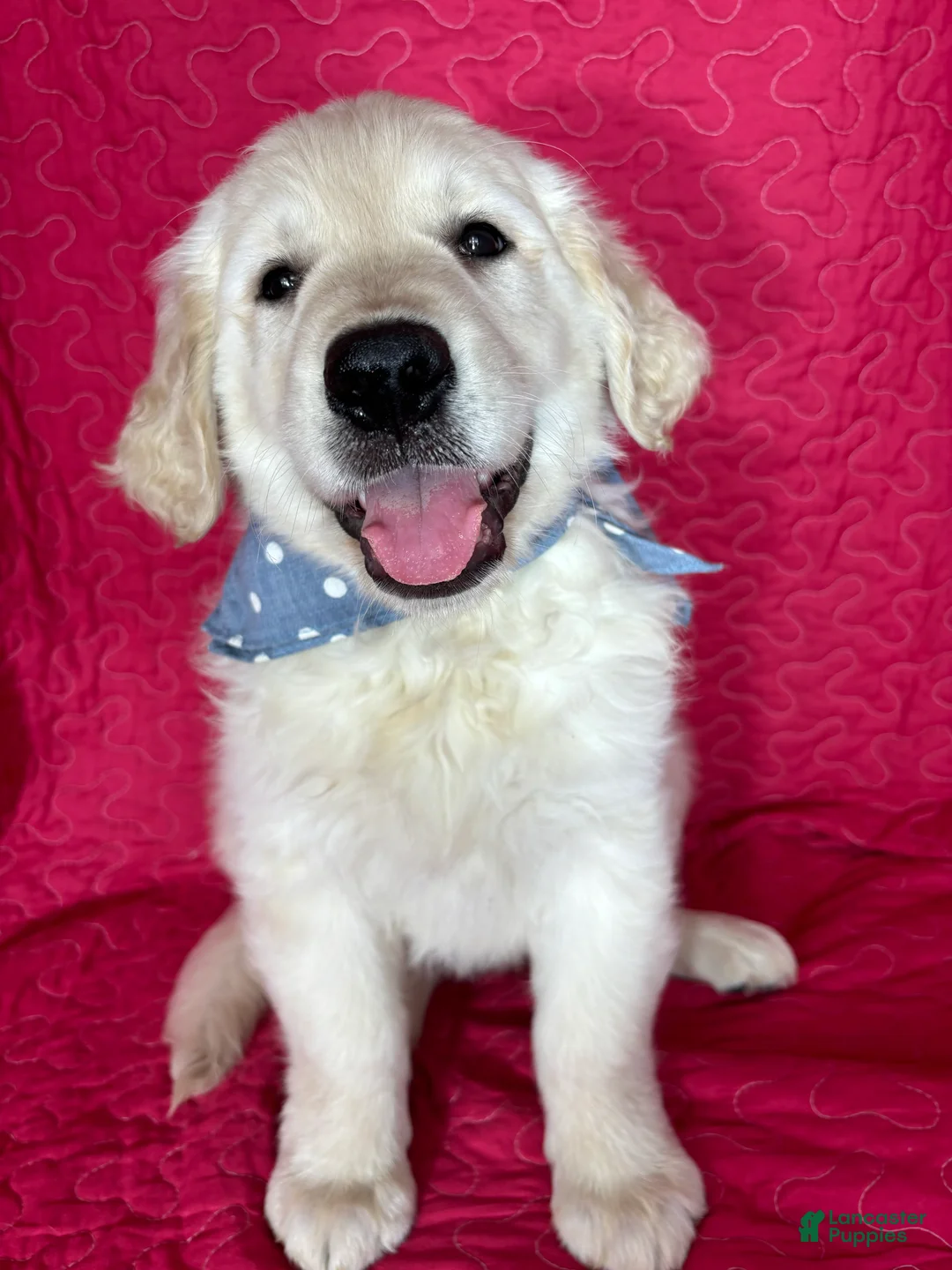 Golden Retriever dogs for sale: Gizmo - Ad 1