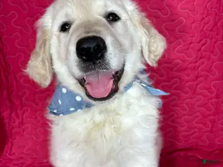 Golden Retriever dogs Gizmo - Ad 16