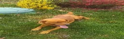 Labrador Retriever dogs for sale: Payton - Ad 6
