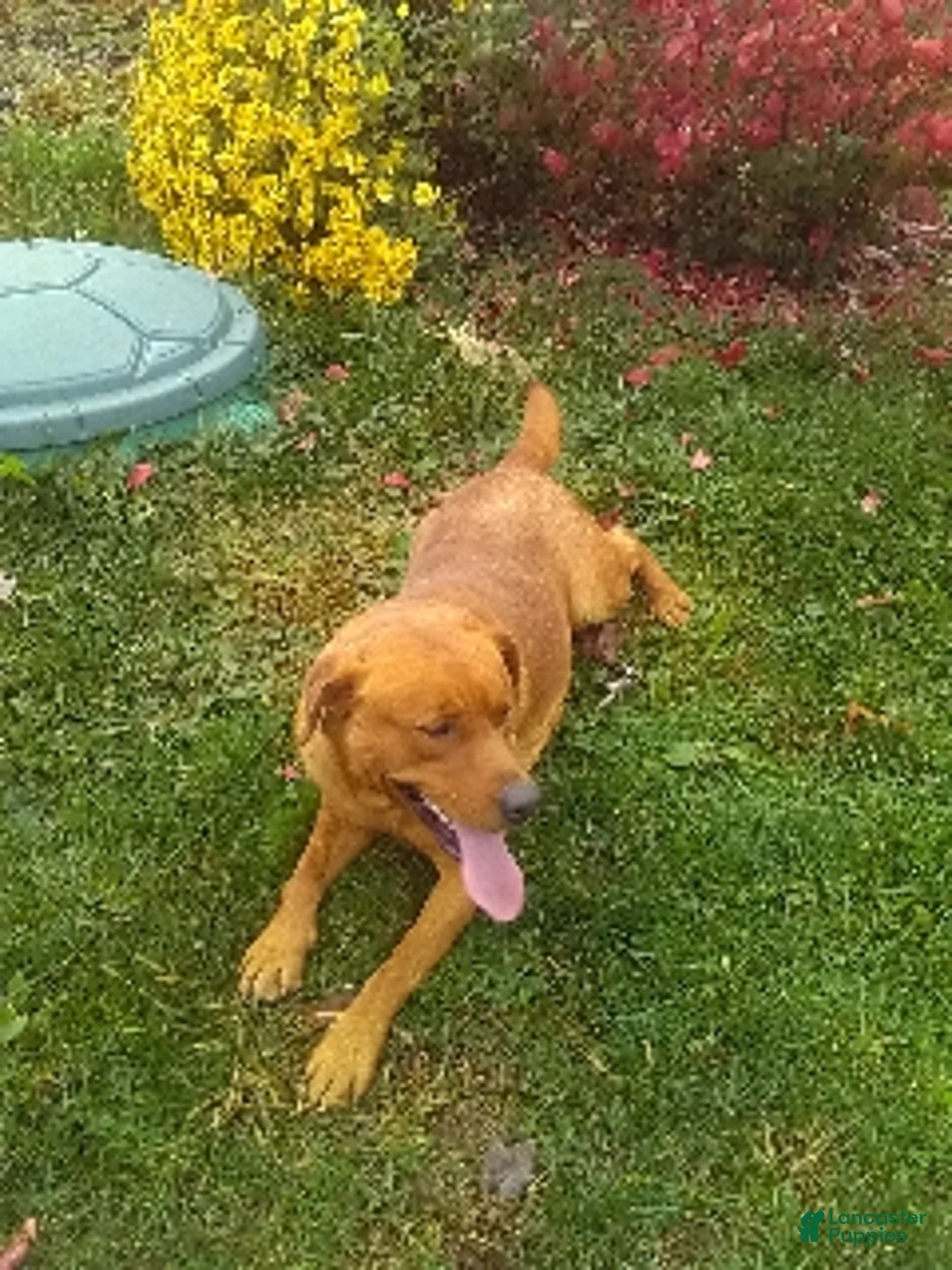 Labrador Retriever dogs for sale: Payton - Ad 6