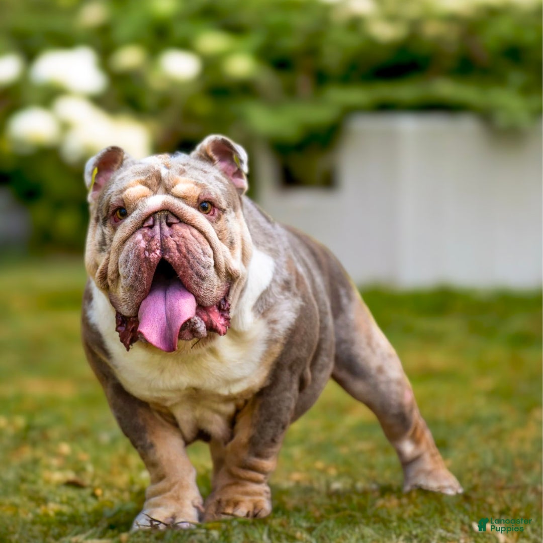 English Bulldog dogs for sale: Knox - Ad 4