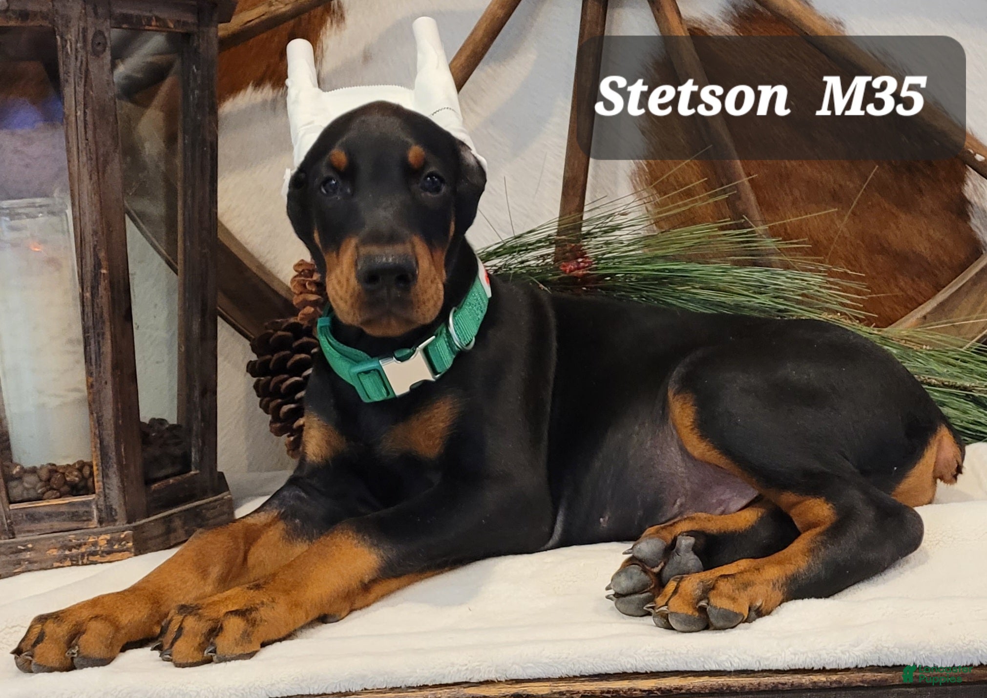 Doberman Pinscher dogs STETSON  - Ad 2