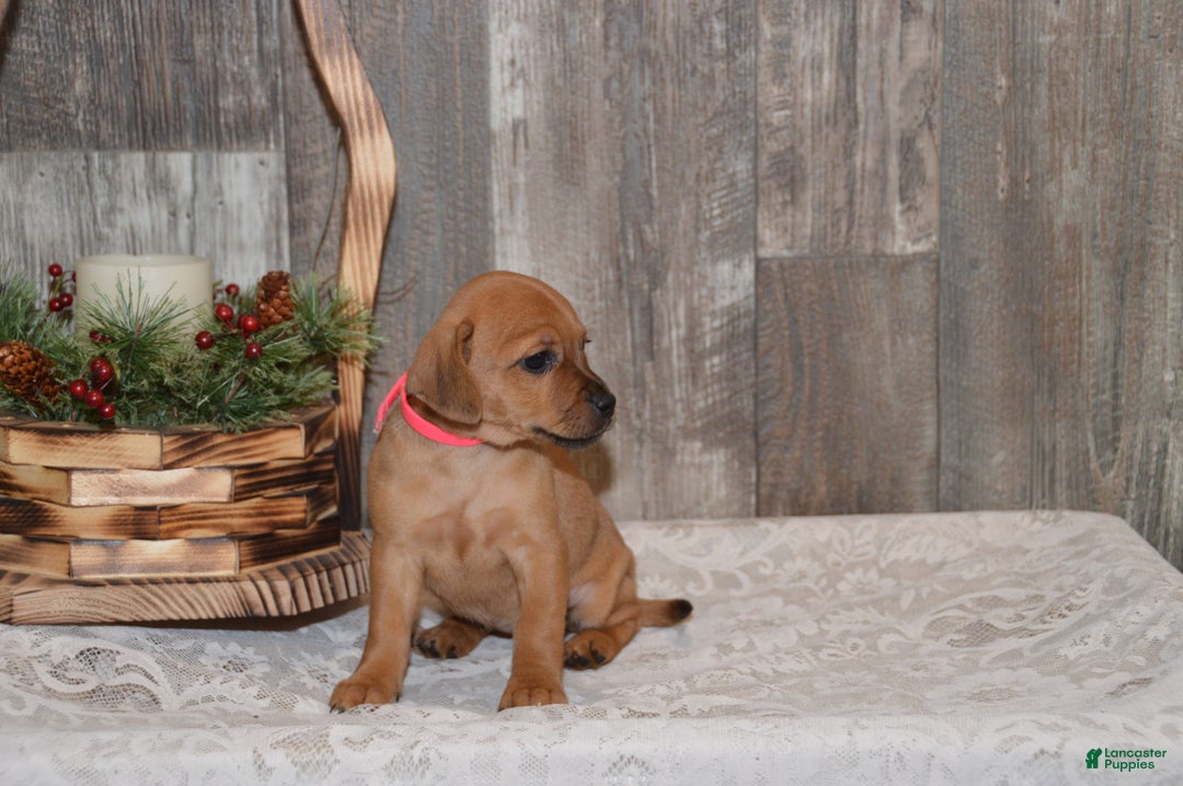 Jug dogs for sale: Abby - Ad 6