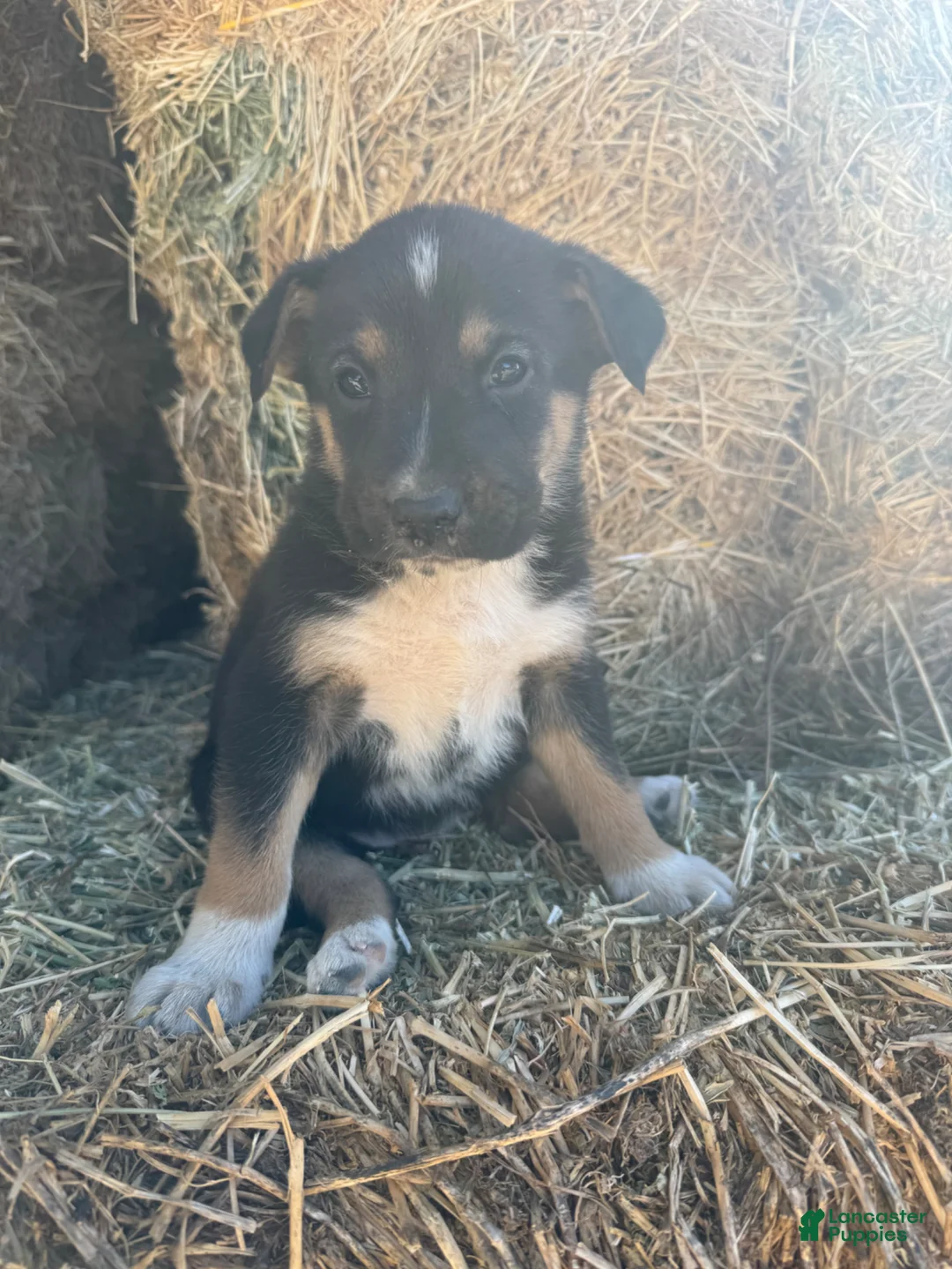 Mixed Breed dogs for sale: Mixed Breed Puppy 1 - Ad 2