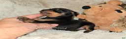 Miniature Pinscher dogs for sale: AKC Carter - Ad 3