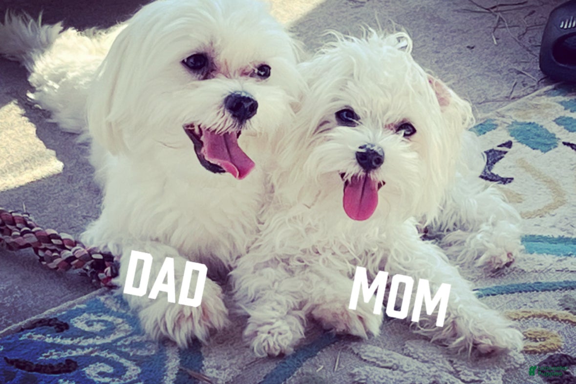 Maltese dogs Maltese Puppy 2 - Ad 2