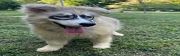 Siberian Husky dogs for sale: REYNA - Ad 4