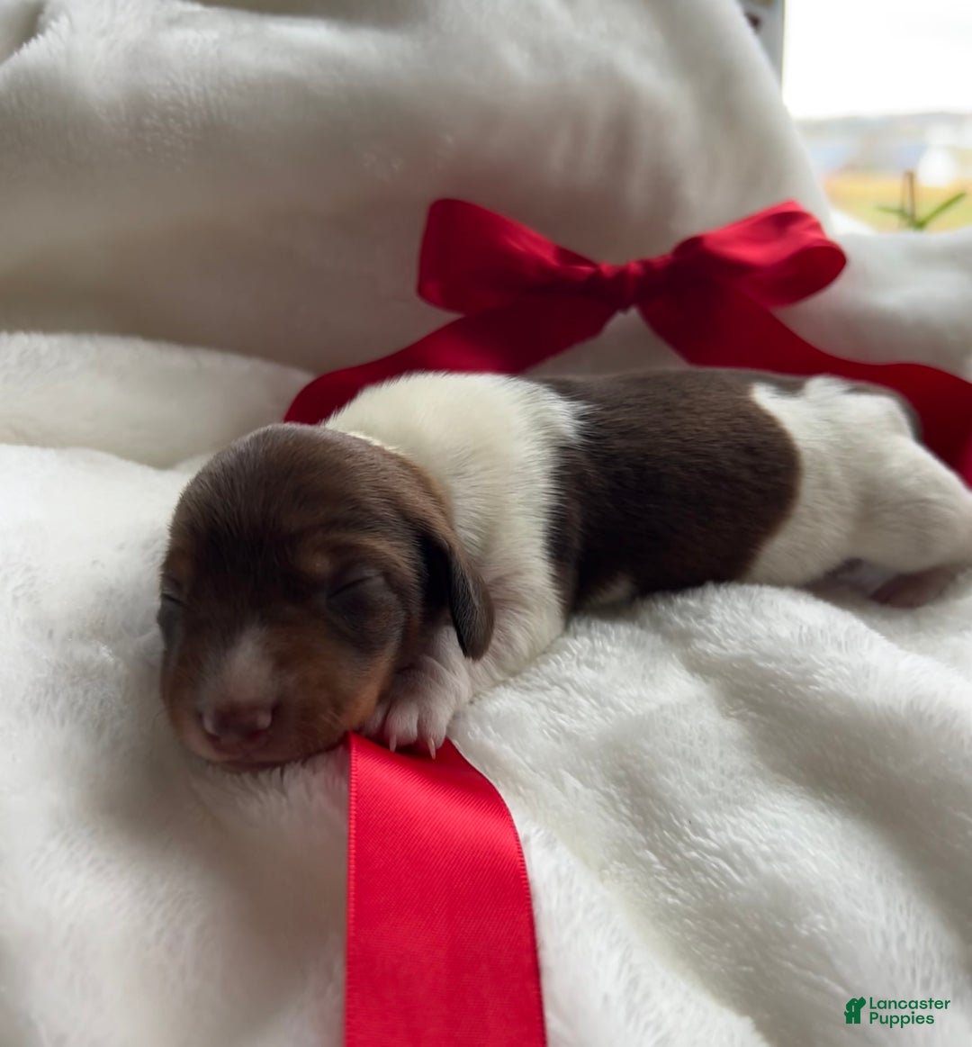 Miniature Dachshund dogs for sale: Doxy - Ad 2