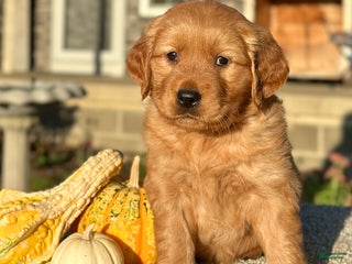 Golden Retriever dogs - Ad 12