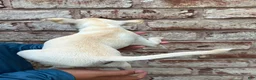 Chihuahua dogs for sale: Poppy - Ad 5