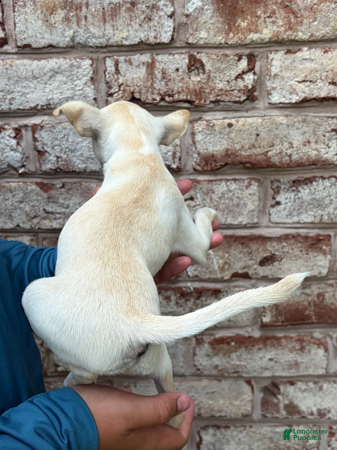 Chihuahua dogs for sale: Poppy - Ad 5