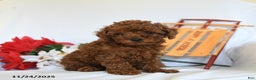 Toy Poodle dogs for sale: Little Girl - Ad 1