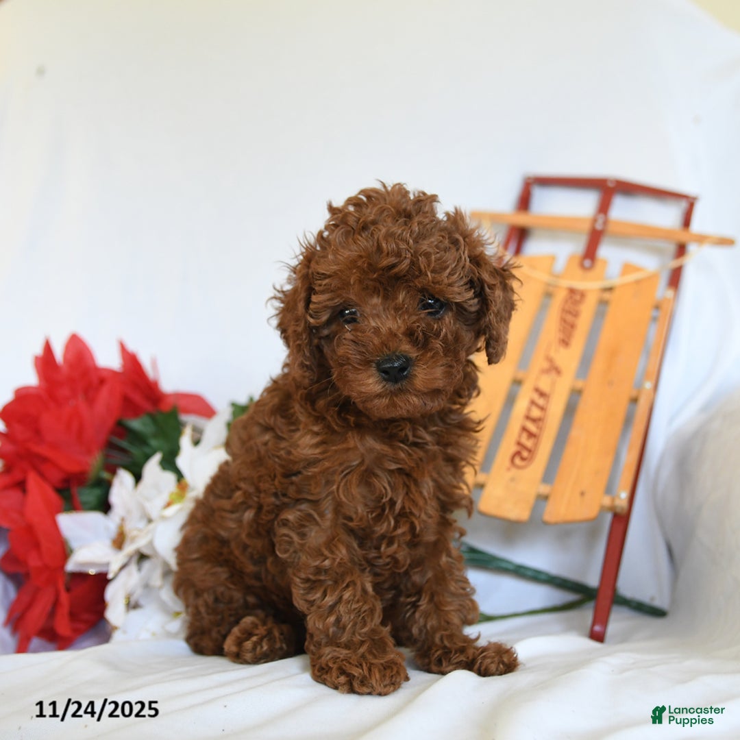 Toy Poodle dogs for sale: Little Girl - Ad 1