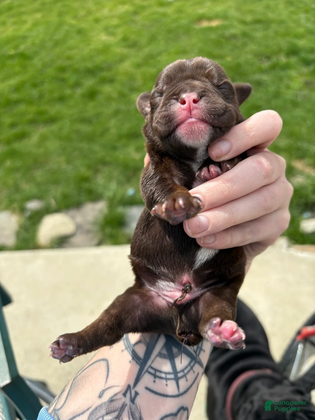 Olde English Bulldogge dogs for sale: Olde English Bulldogge Puppy 1 - Ad 2