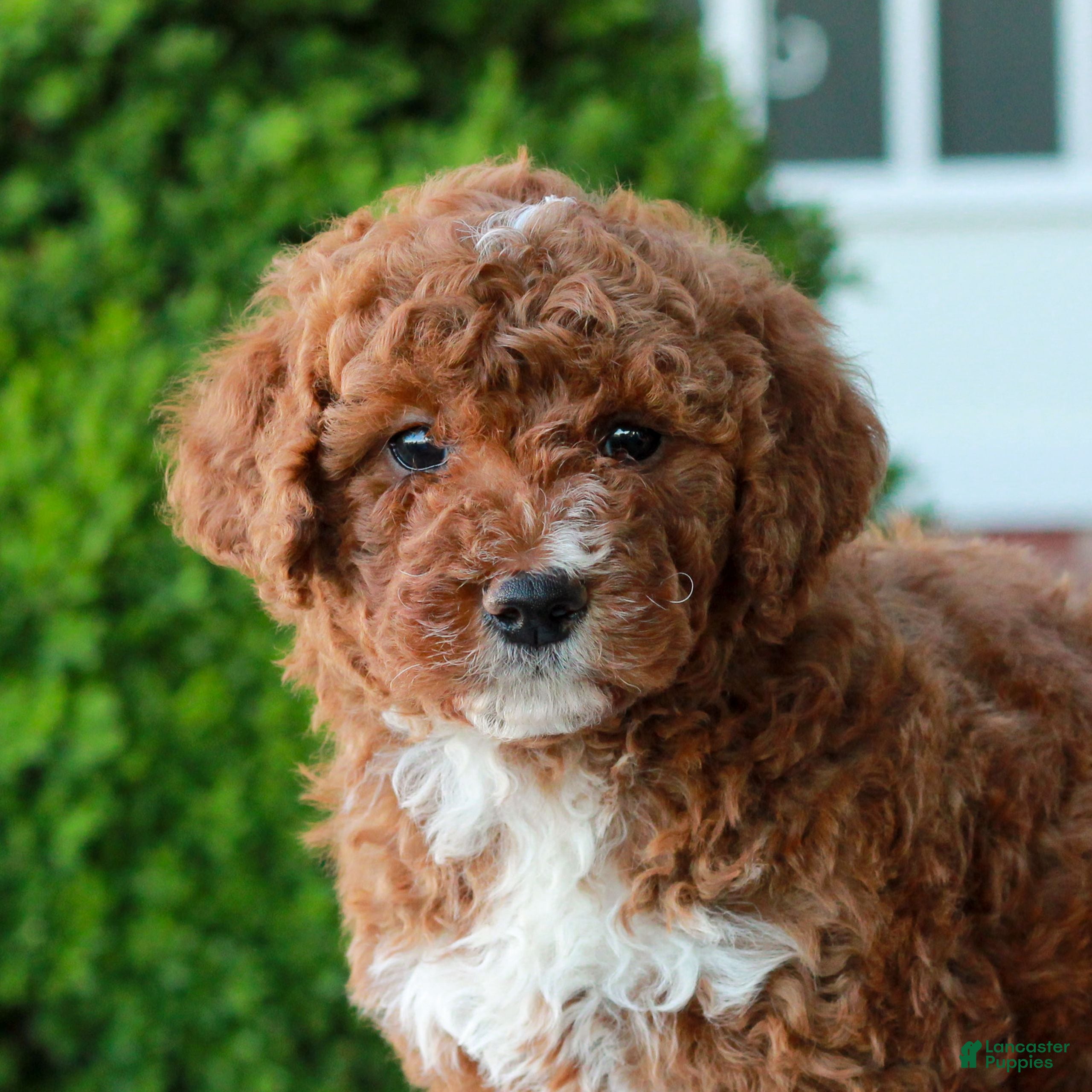 Mini Goldendoodle dogs Mitchell  - Ad 1