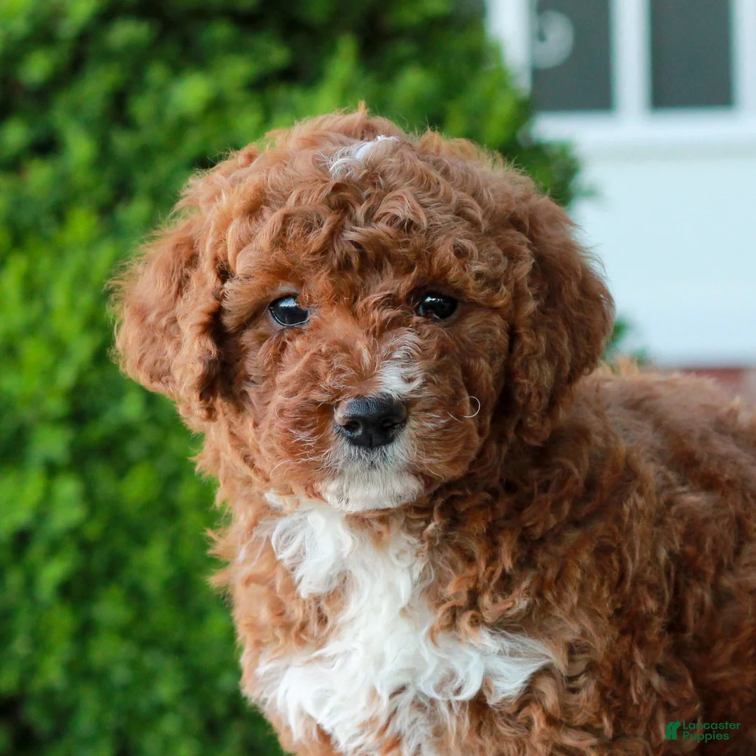 Mini Goldendoodle dogs for sale: Mitchell  - Ad 1