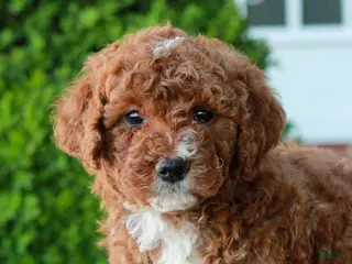 Mini Goldendoodle dogs for sale: Mitchell - Ad 2
