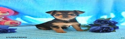 Yorkshire Terrier dogs for sale: Jenny - Ad 1