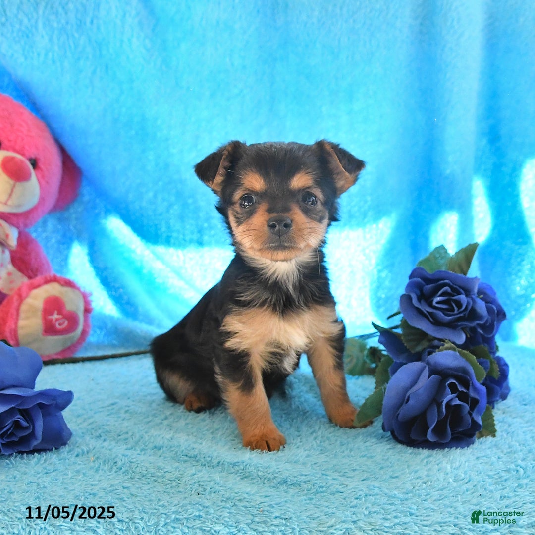 Yorkshire Terrier dogs for sale: Jenny - Ad 1