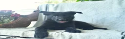 German Shepherd dogs for sale: Gage  - Ad 5