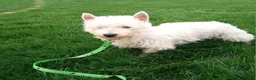 West Highland Terrier dogs for sale: Carson - Ad 10