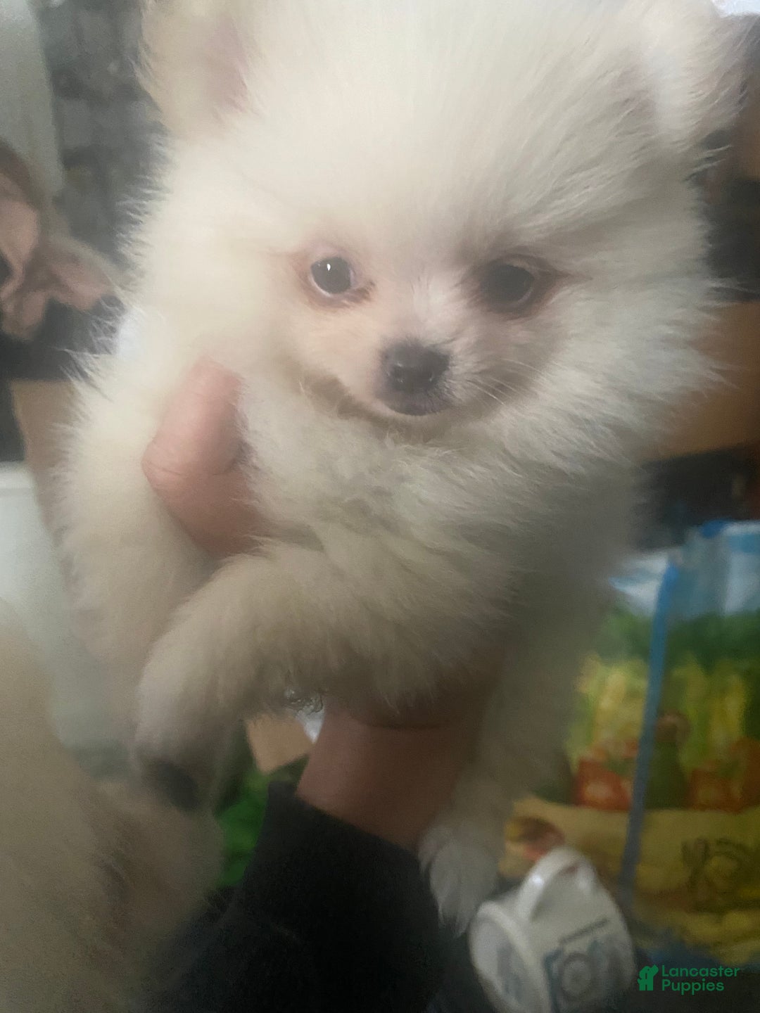 Pomeranian dogs for sale: Pomeranian Puppy 1 - Ad 3