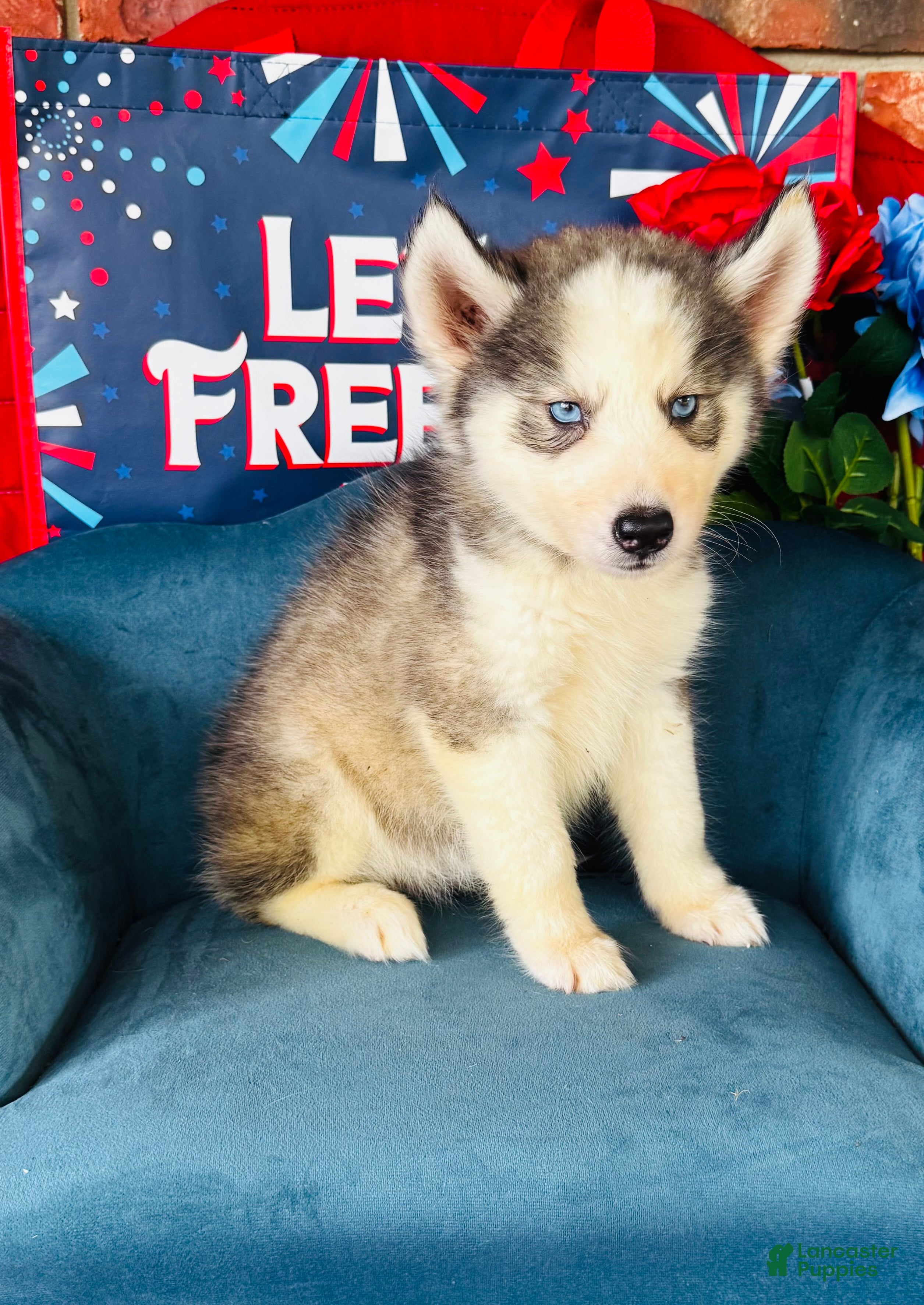 Siberian Husky dogs Sophie - Ad 16