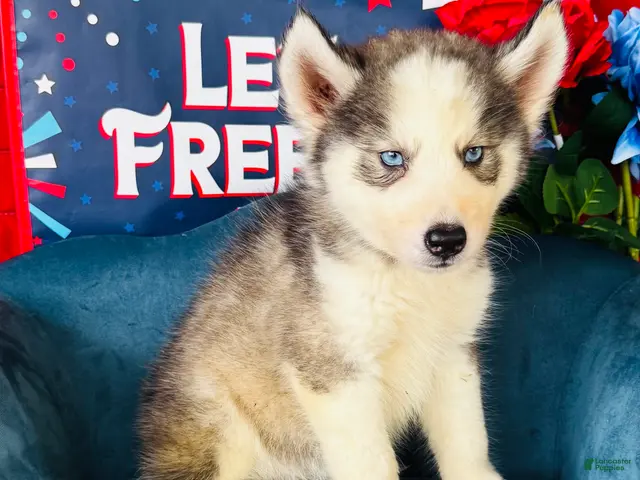 Siberian Husky dogs for sale: Sophie - Ad 22