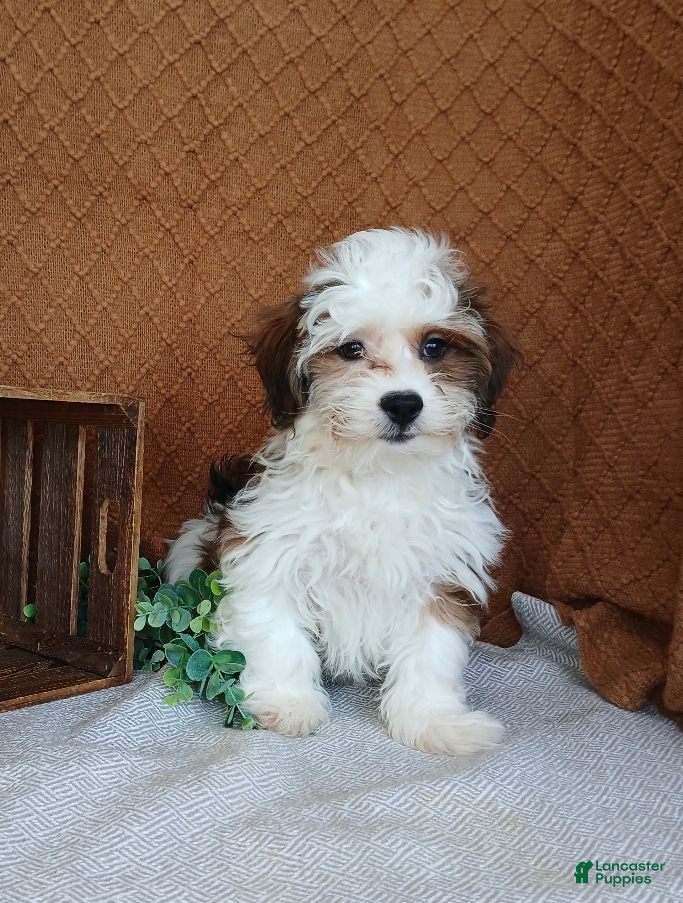 Havanese dogs Parker  - Ad 2