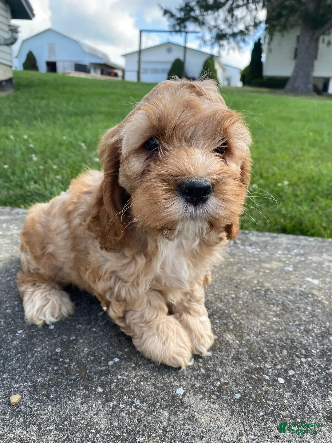 Mixed Breed dogs for sale: Gus - Ad 13