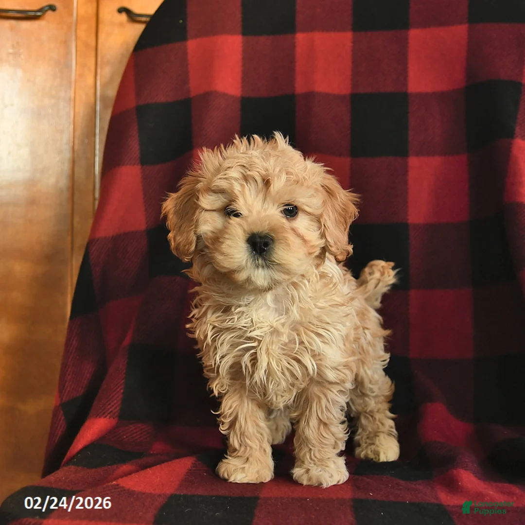 Havapoo dogs for sale: Sugar  - Ad 2