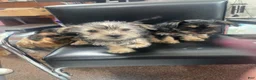 Mixed Breed dogs for sale: Bentley  - Ad 5
