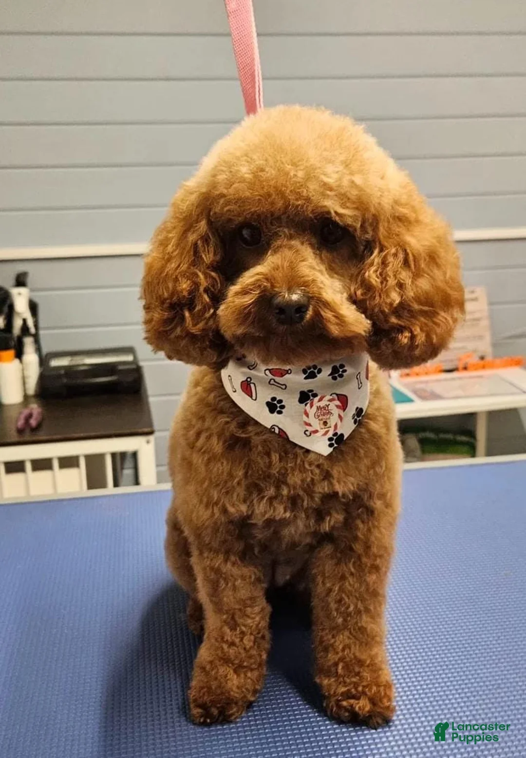 Cavapoo dogs for sale: Nicky - Ad 4