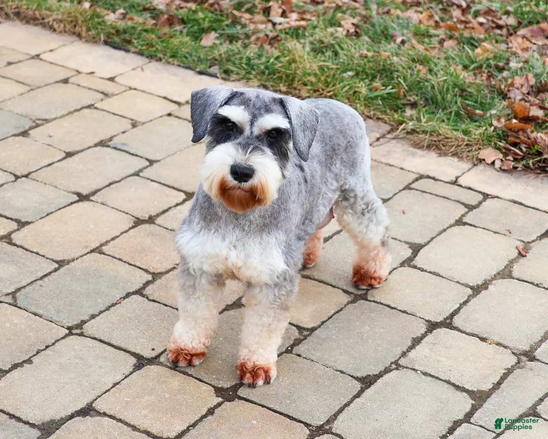 Miniature Schnauzer dogs for sale: Gus - Ad 13
