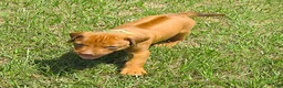 Rhodesian Ridgeback dogs for sale: Rhodesian Ridgeback 2 - Ad 3