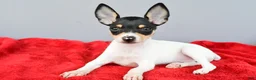 Toy Fox Terrier dogs for sale: Bridget - Ad 5