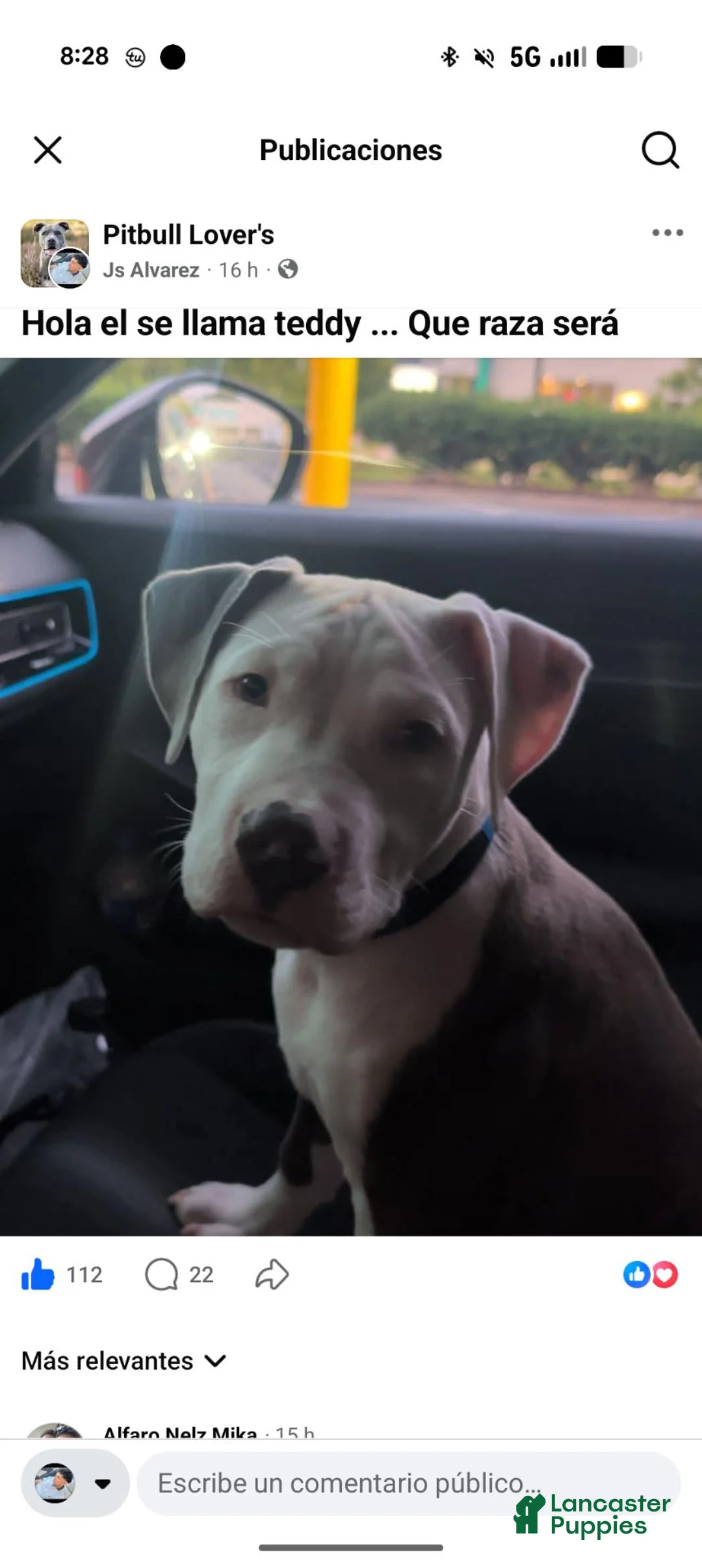 American Bully dogs for sale: American Bully 1 - Ad 2