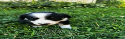 Australian Shepherd dogs for sale: Glory - Ad 8